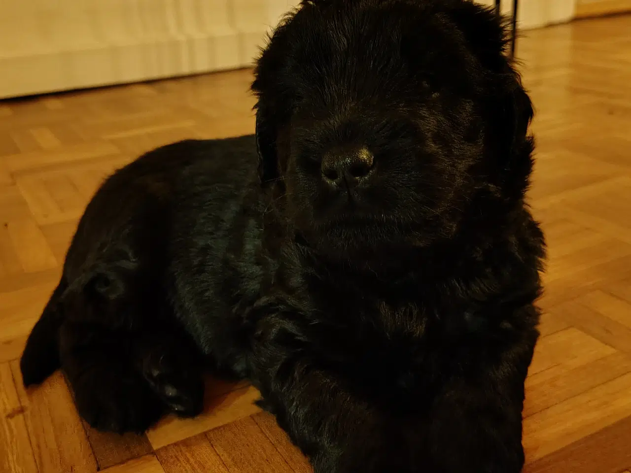 Billede 6 - Dejlige bamser 