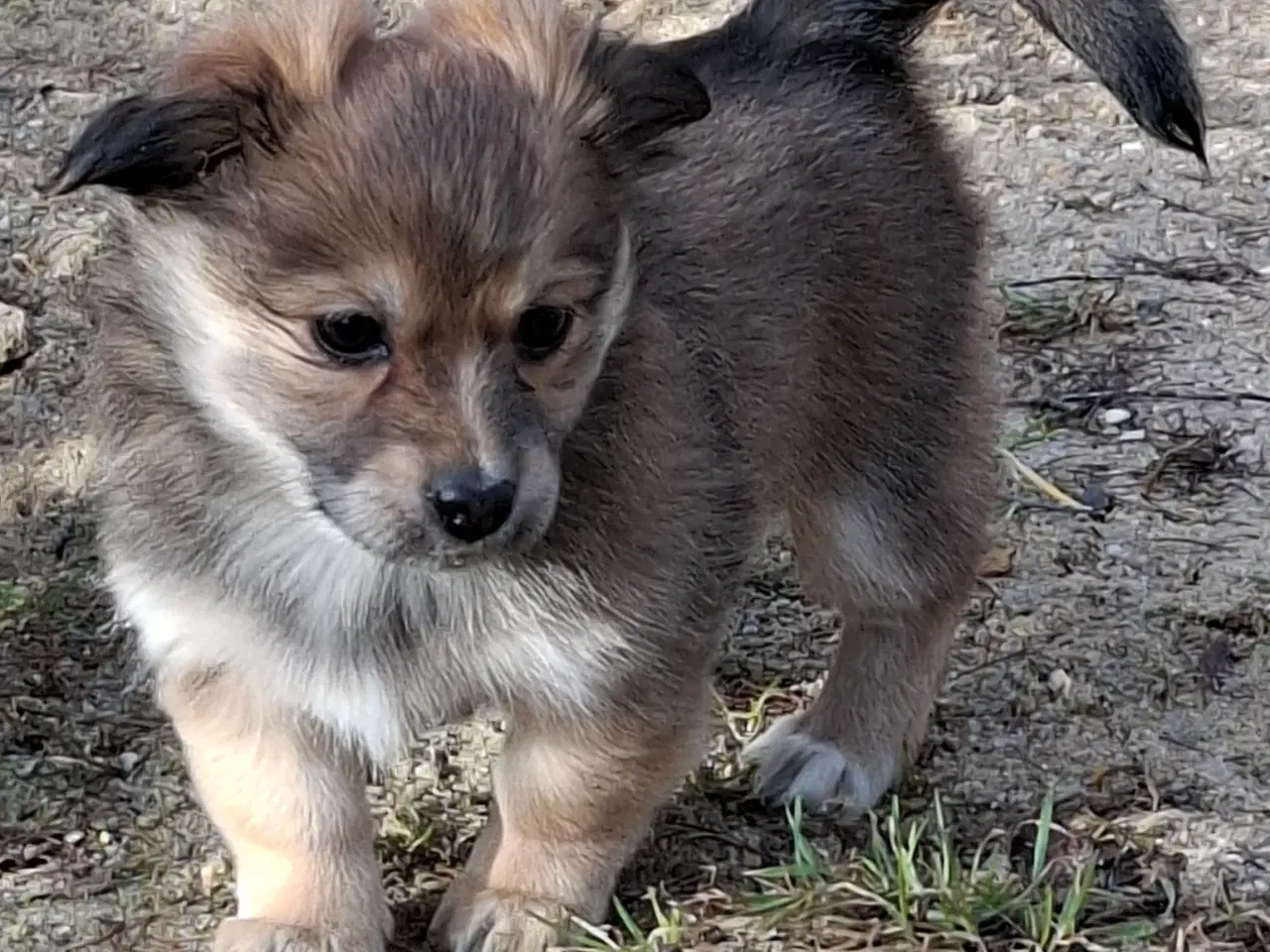 Billede 3 - 2 små prinsesser søger nye madskåle