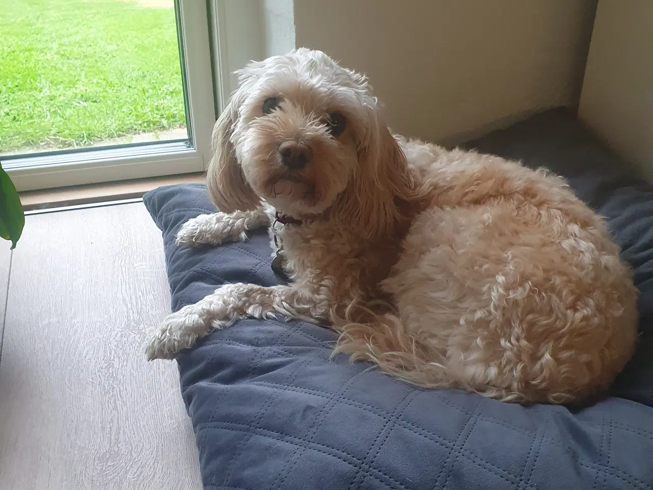 Billede 6 - ✨ Cavapoo F1b hvalp – klar til julehygge 🎁🐾