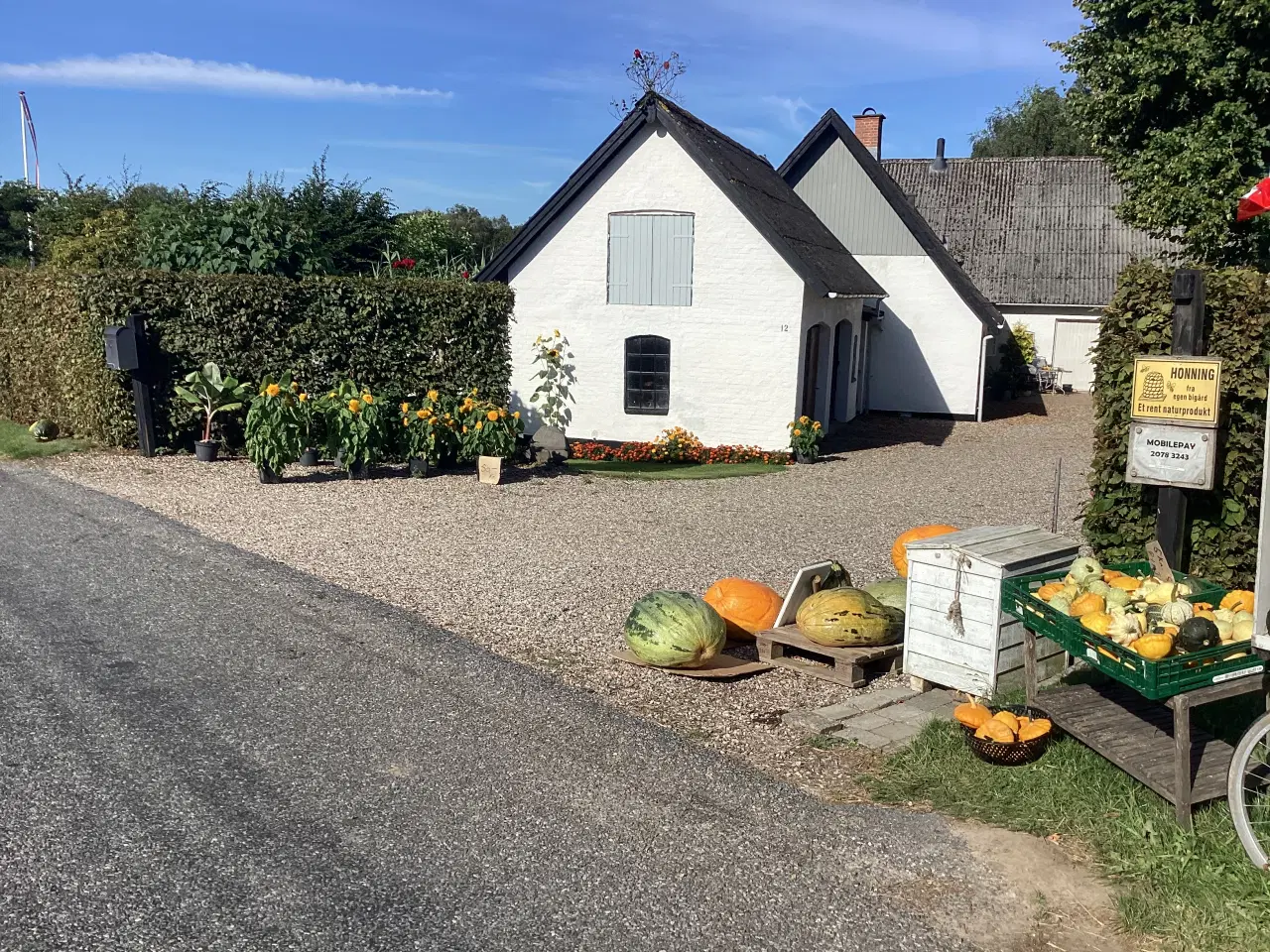 Billede 2 - Græskar.  Sylte.  -  spise. Og  Pynte. 