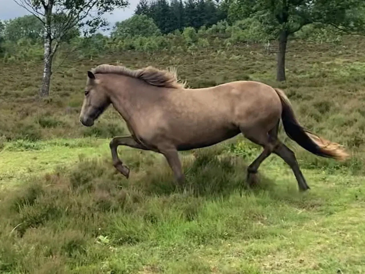 Billede 6 - 4 års islænder hoppe