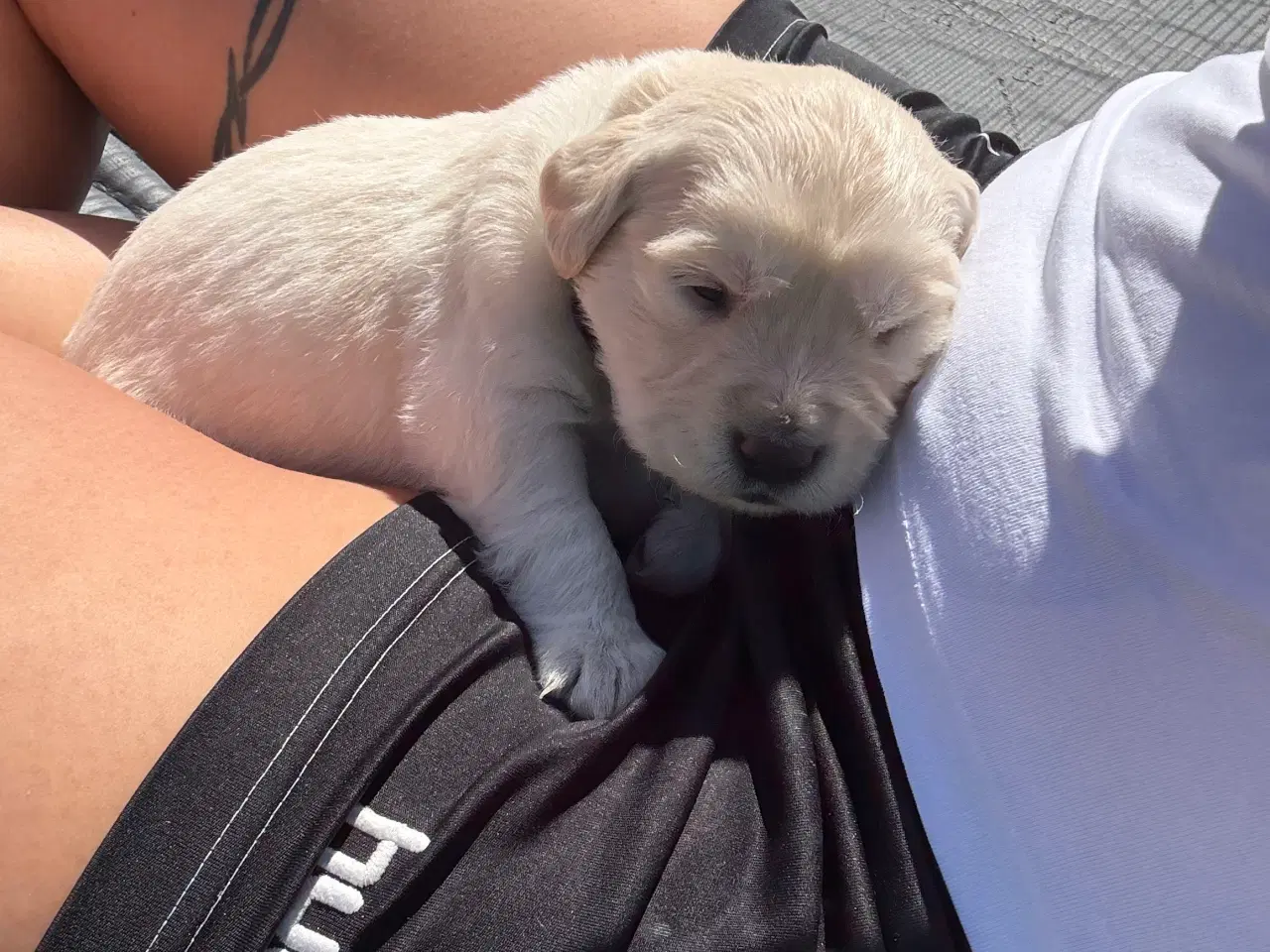 Billede 9 - Golden Retriever hvalpe 