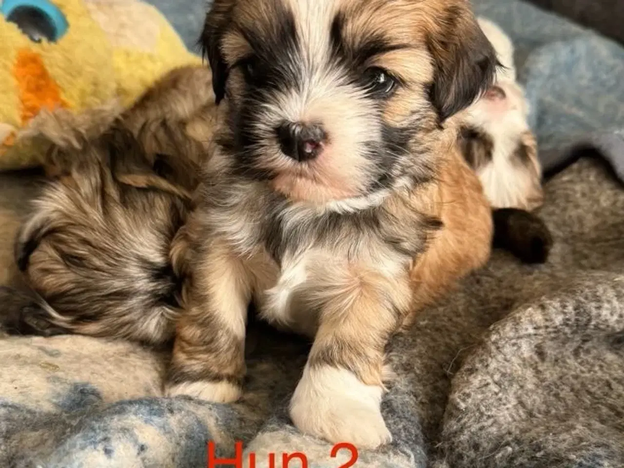 Billede 3 - Lhasa apso/Bichon Havanais hvalpe