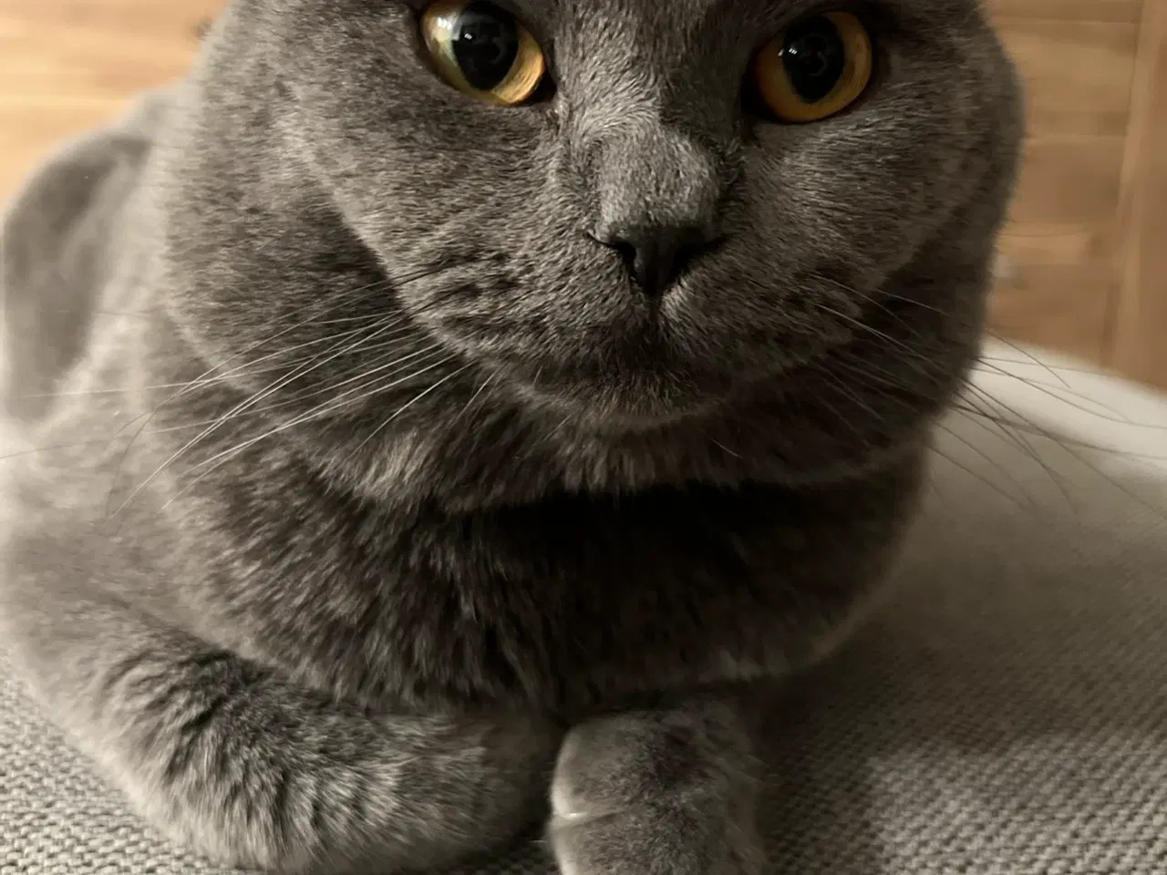 Billede 5 - Han kat britisk shorthair