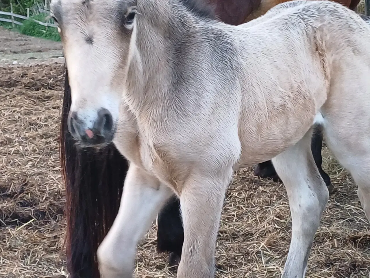 Billede 3 - Crossbred hoppe søger hjem