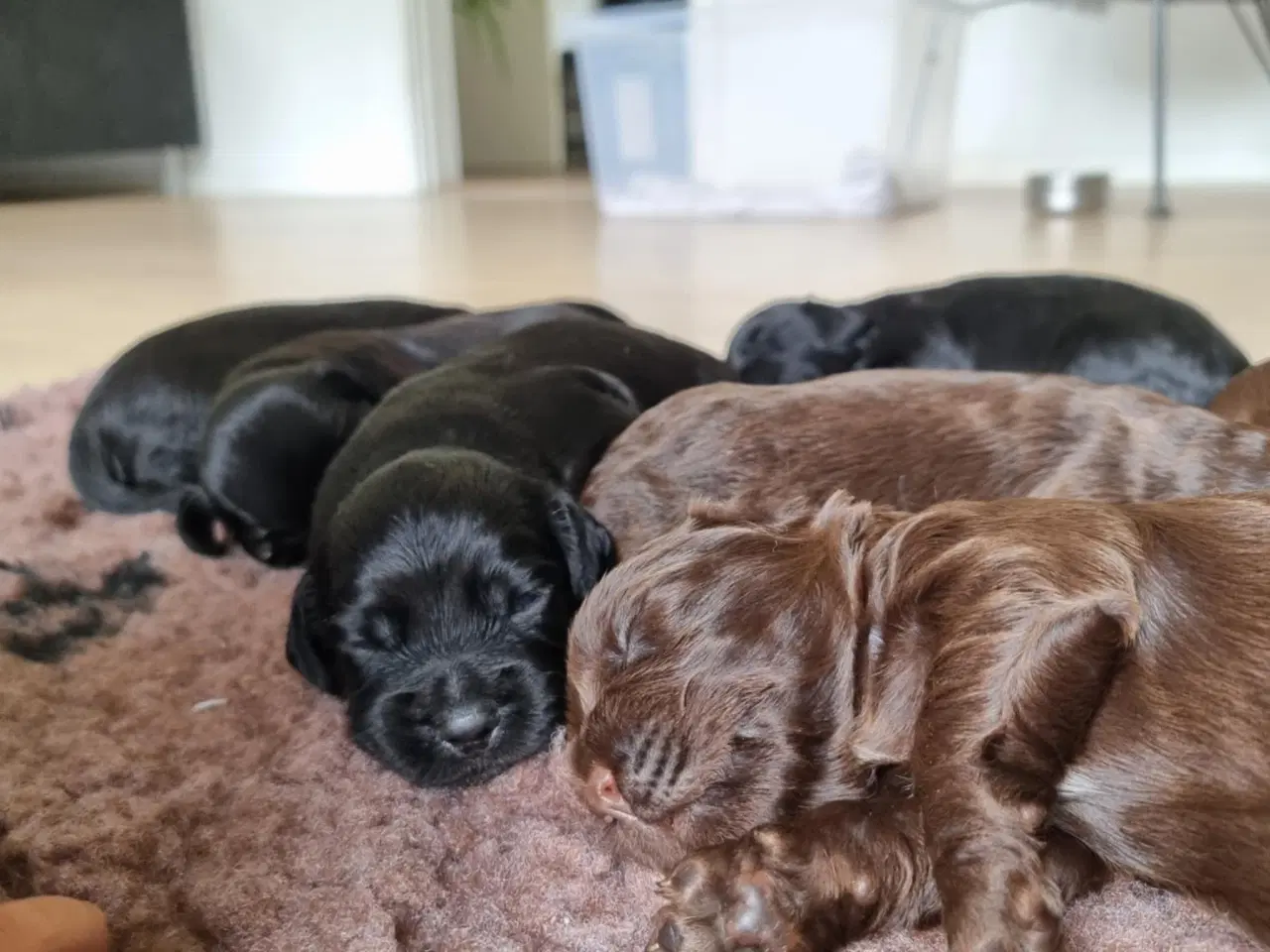 Billede 2 - FT cocker spaniel hunde til salg 