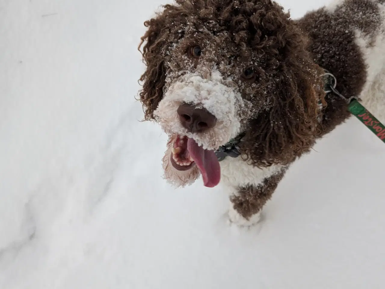 Billede 9 - Skønne Labradoodle hvalpe 