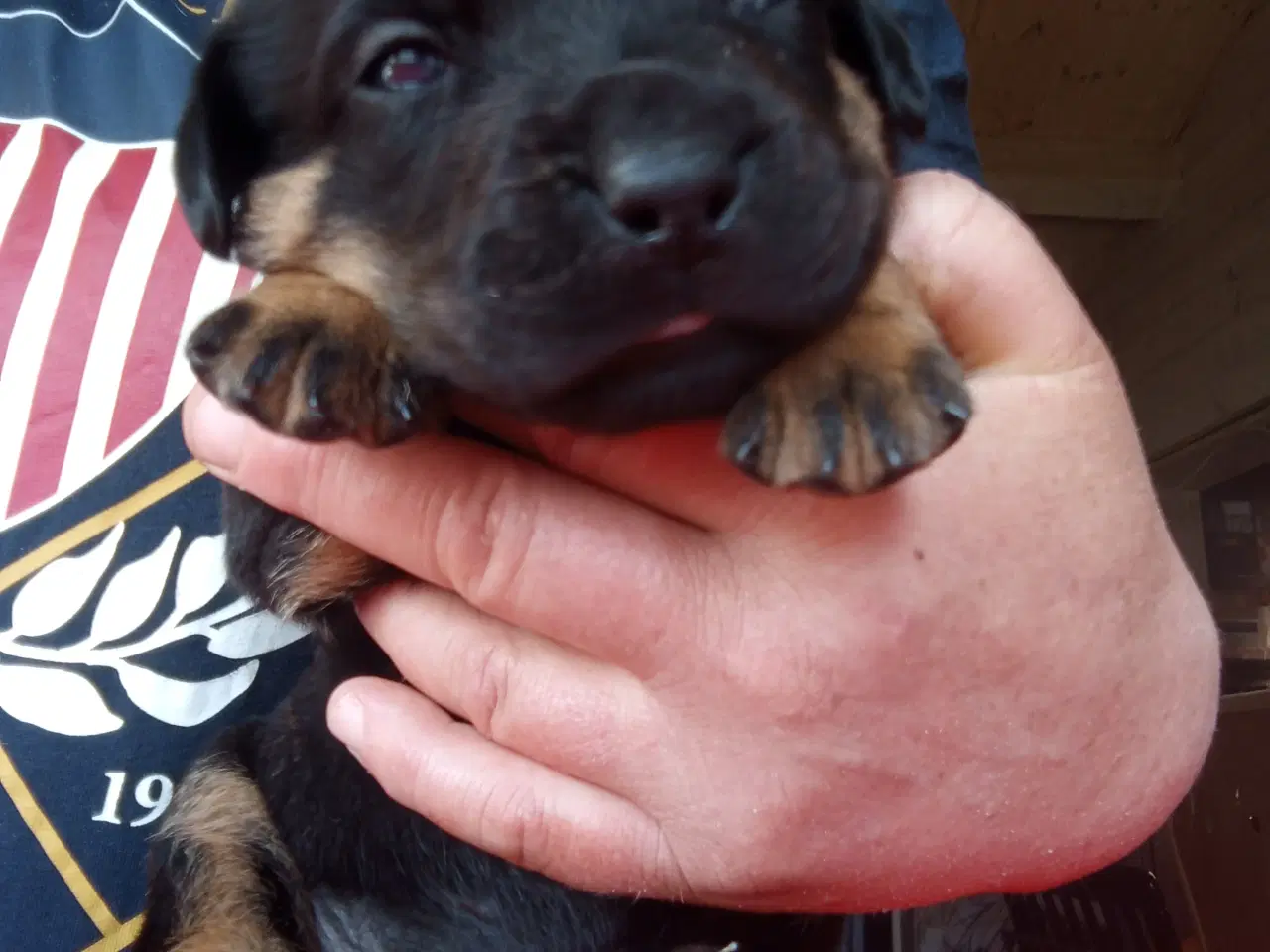 Billede 5 - Rottweiler x Cane Corso mix 