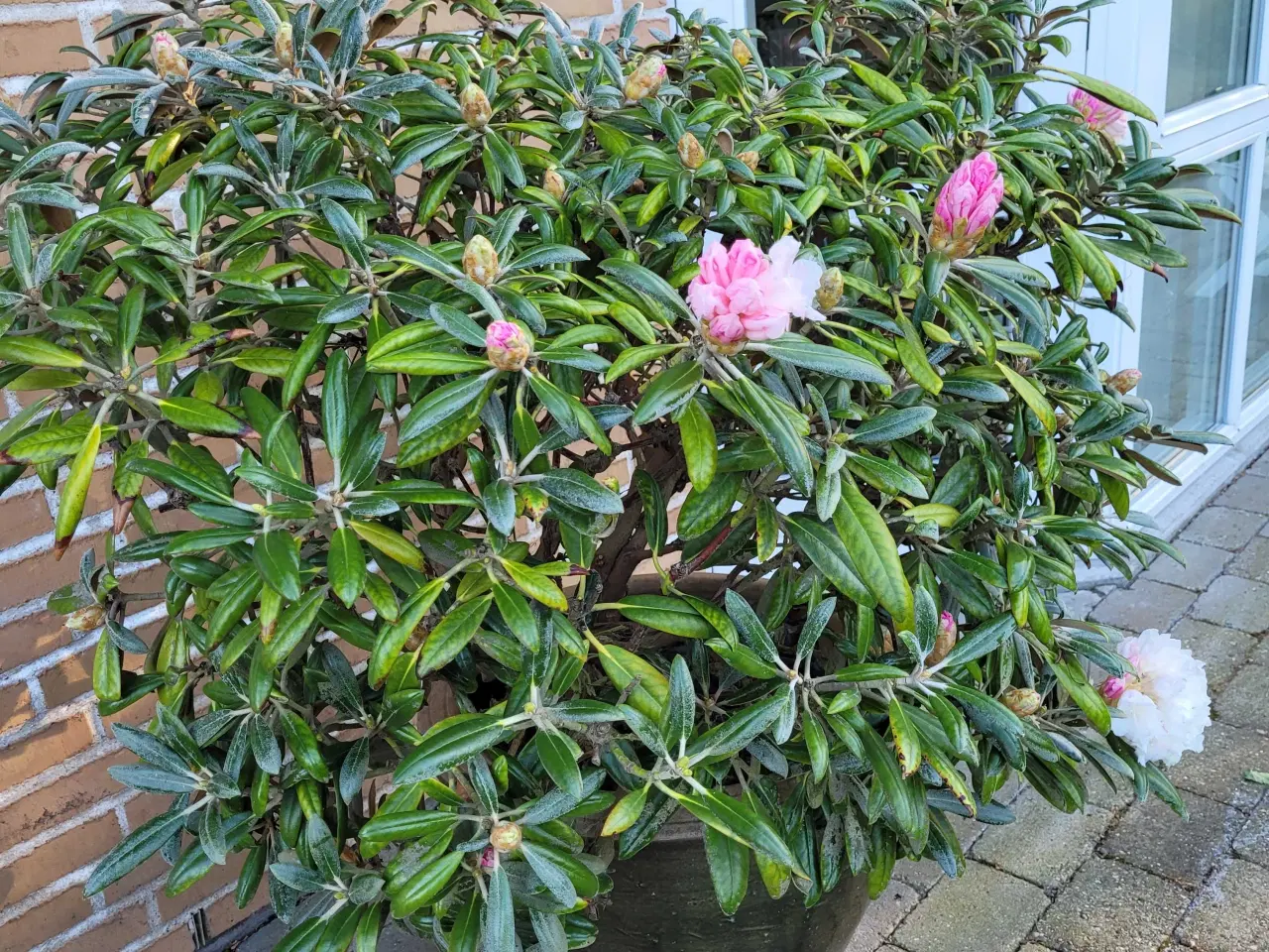 Billede 1 - Stor grøn krukke med rododendron