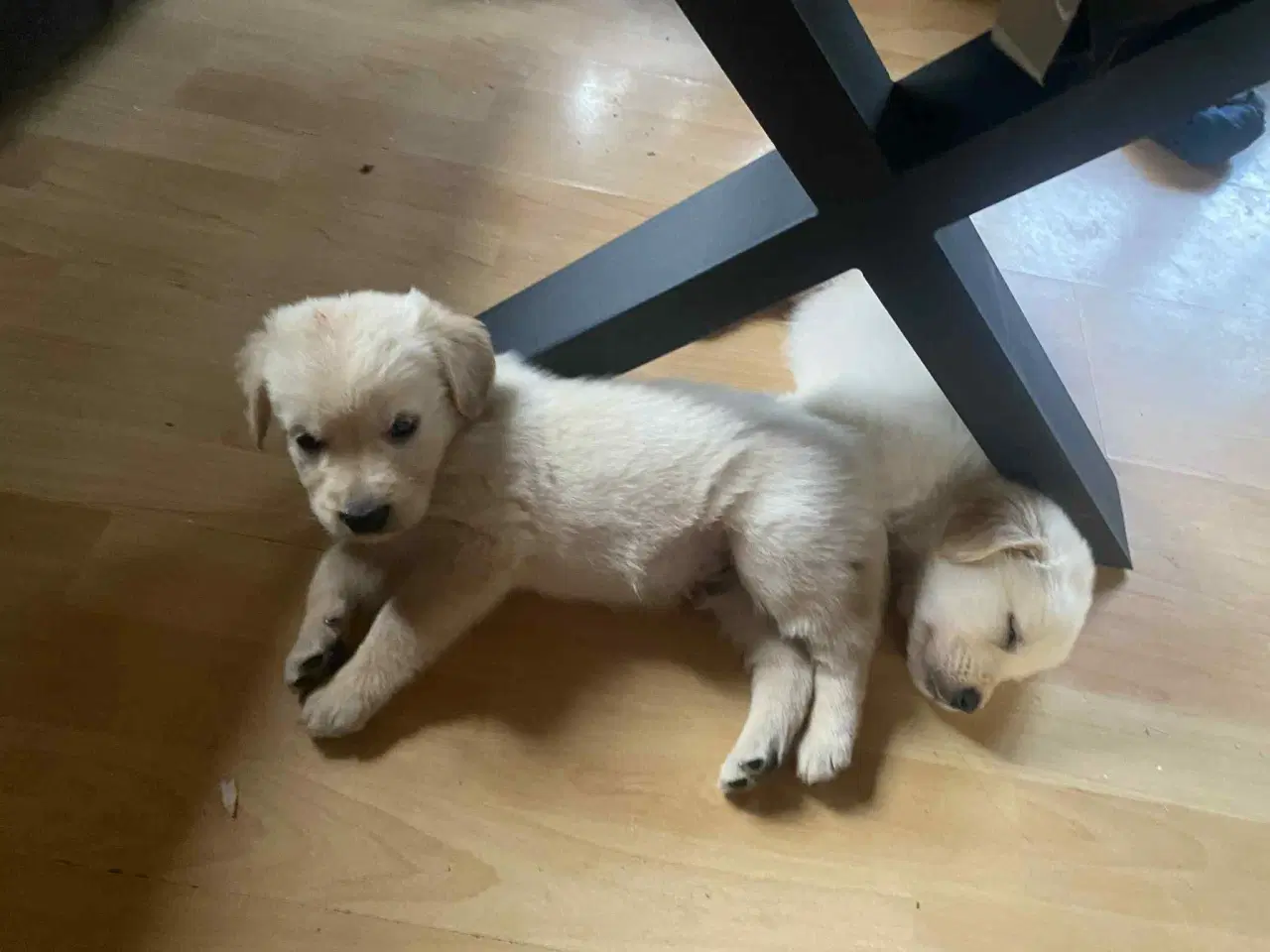 Billede 8 - Golden retriever hvalpe