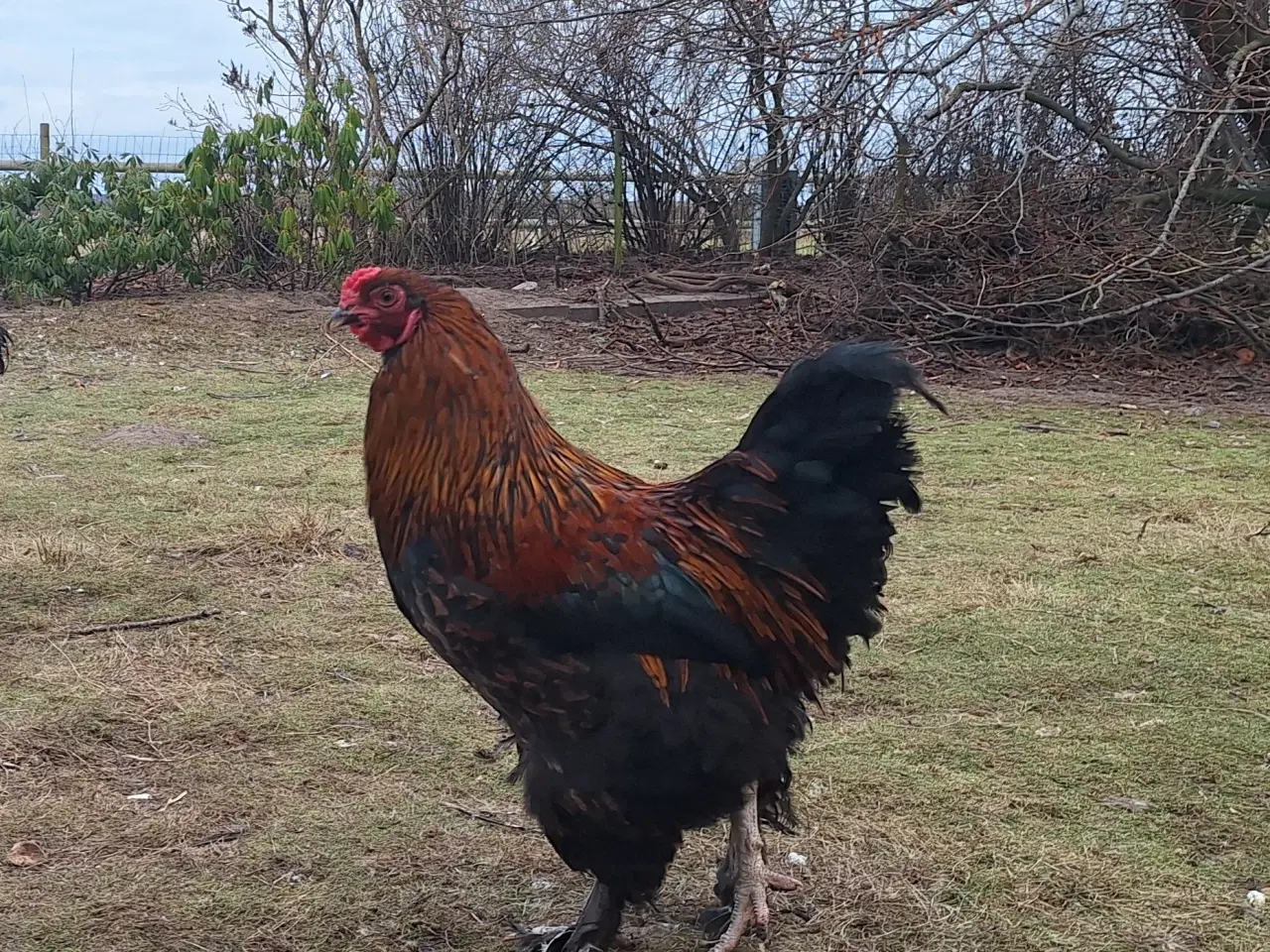 Billede 1 - Gudesmukke haner