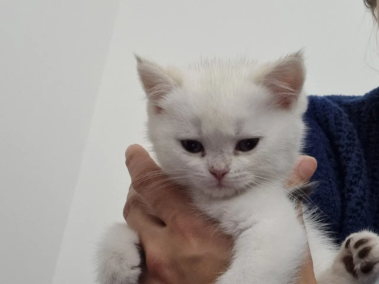 Billede 3 - Meget kælen killing søger nyt hjem