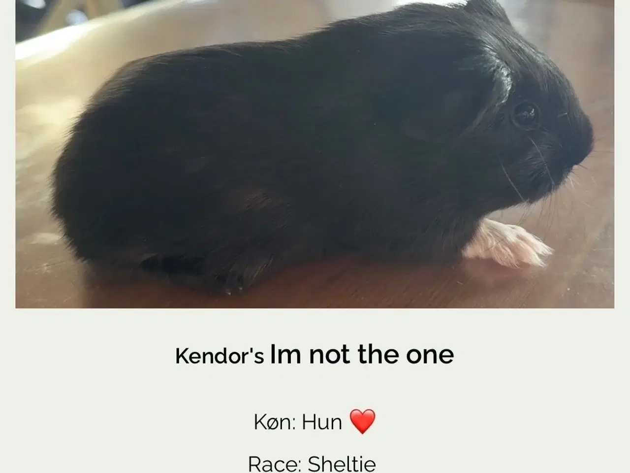 Billede 1 - Marsvin hun sheltie med stamtavle