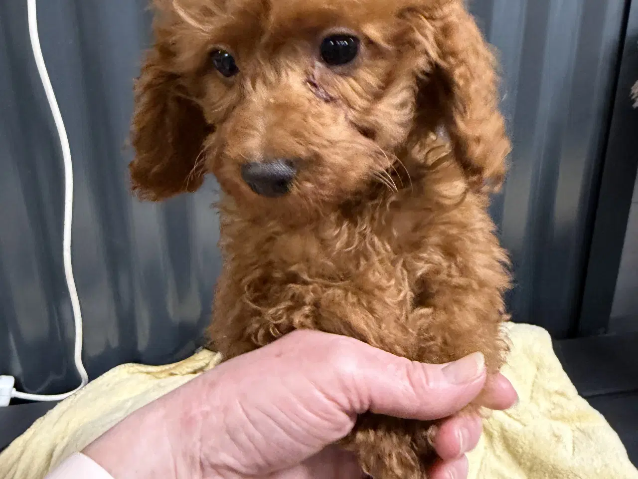 Billede 3 - Amerikanske Cockapoo ministure 