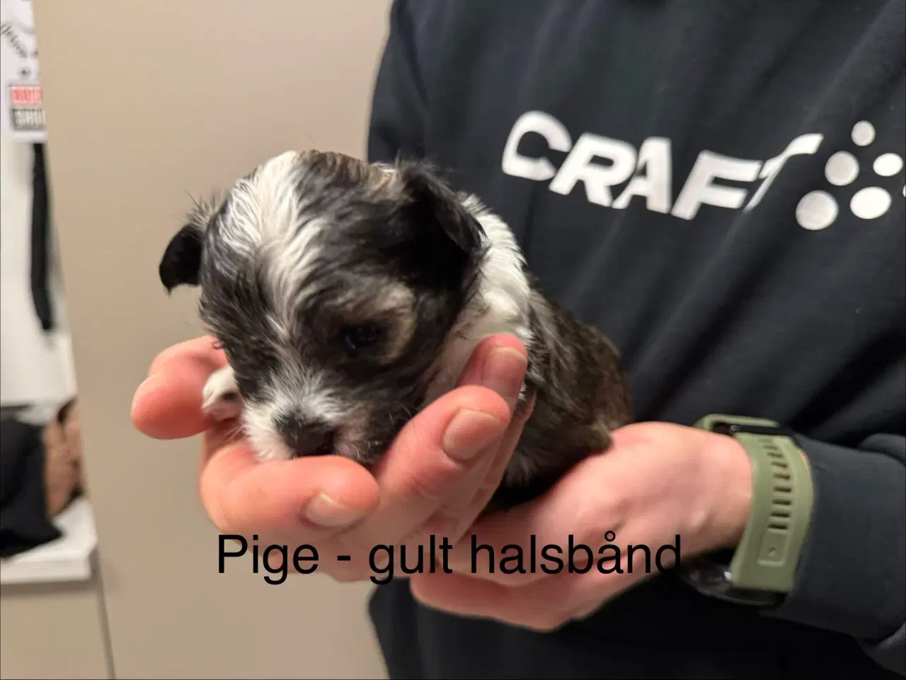 Billede 7 - Bichon havanais 2 hunner og 2 hanner 
