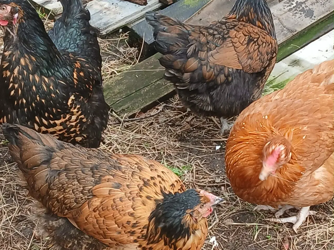 Billede 10 - Hønniker af store æglæggereø