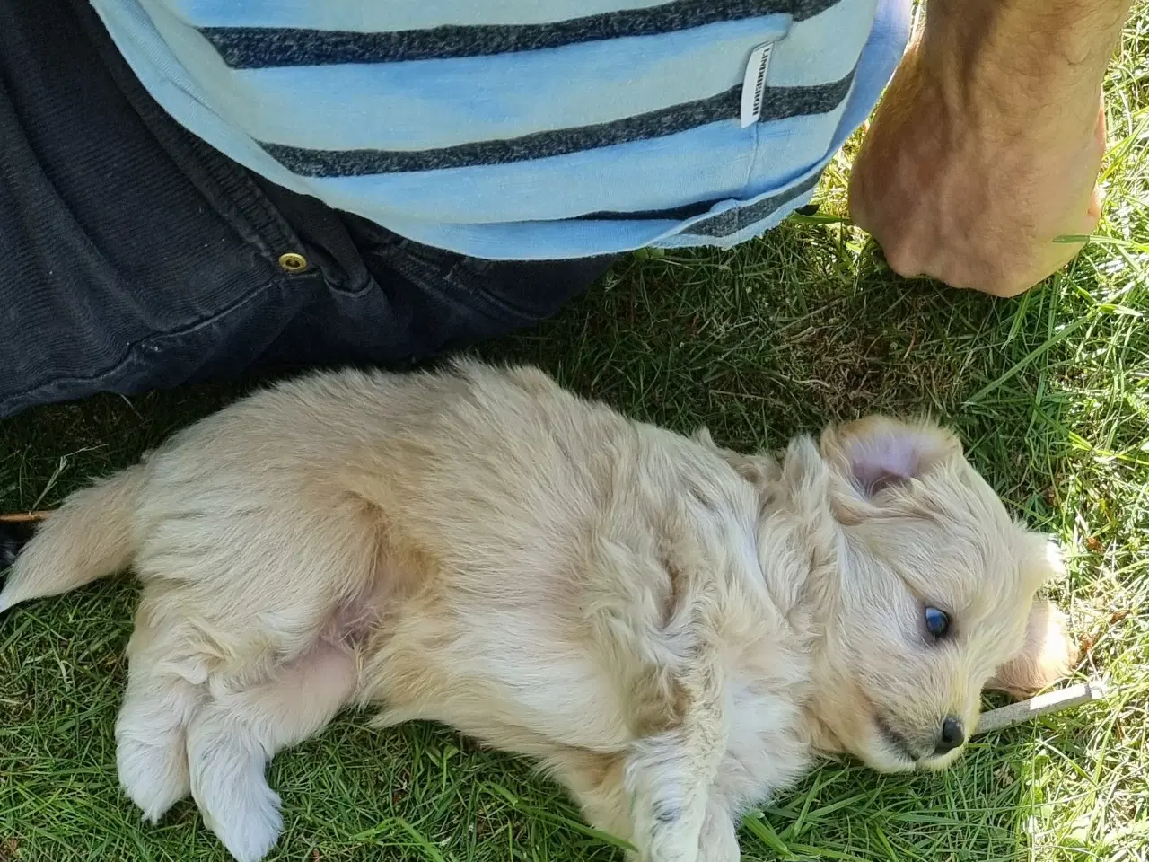 Billede 6 - Boomer/Puddel hvalpe