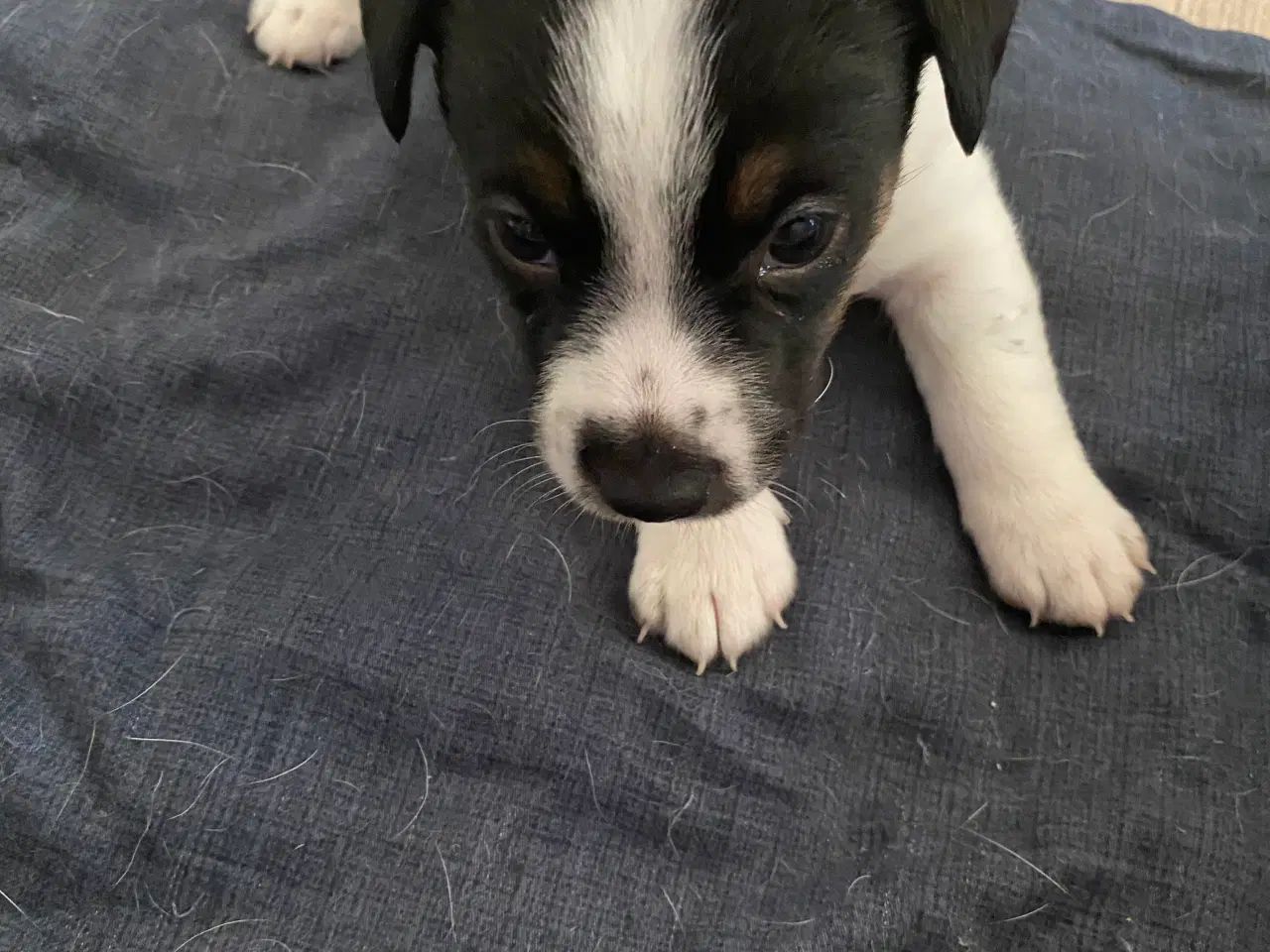 Billede 6 - Jack russel terrier 