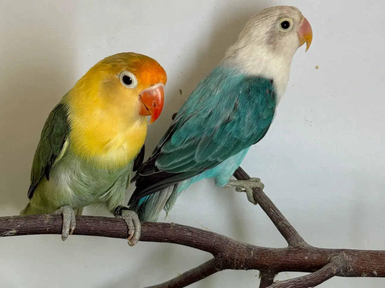 Billede 2 - Rødhovedet dværpapegøje