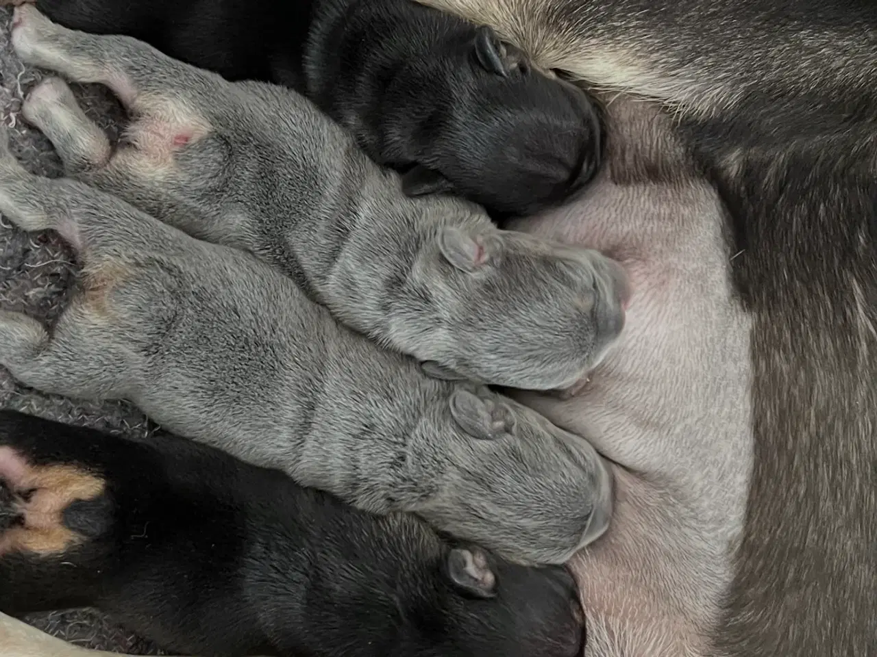 Billede 8 - Fransk bulldoghvalpe  pragteksemplar af forældre.