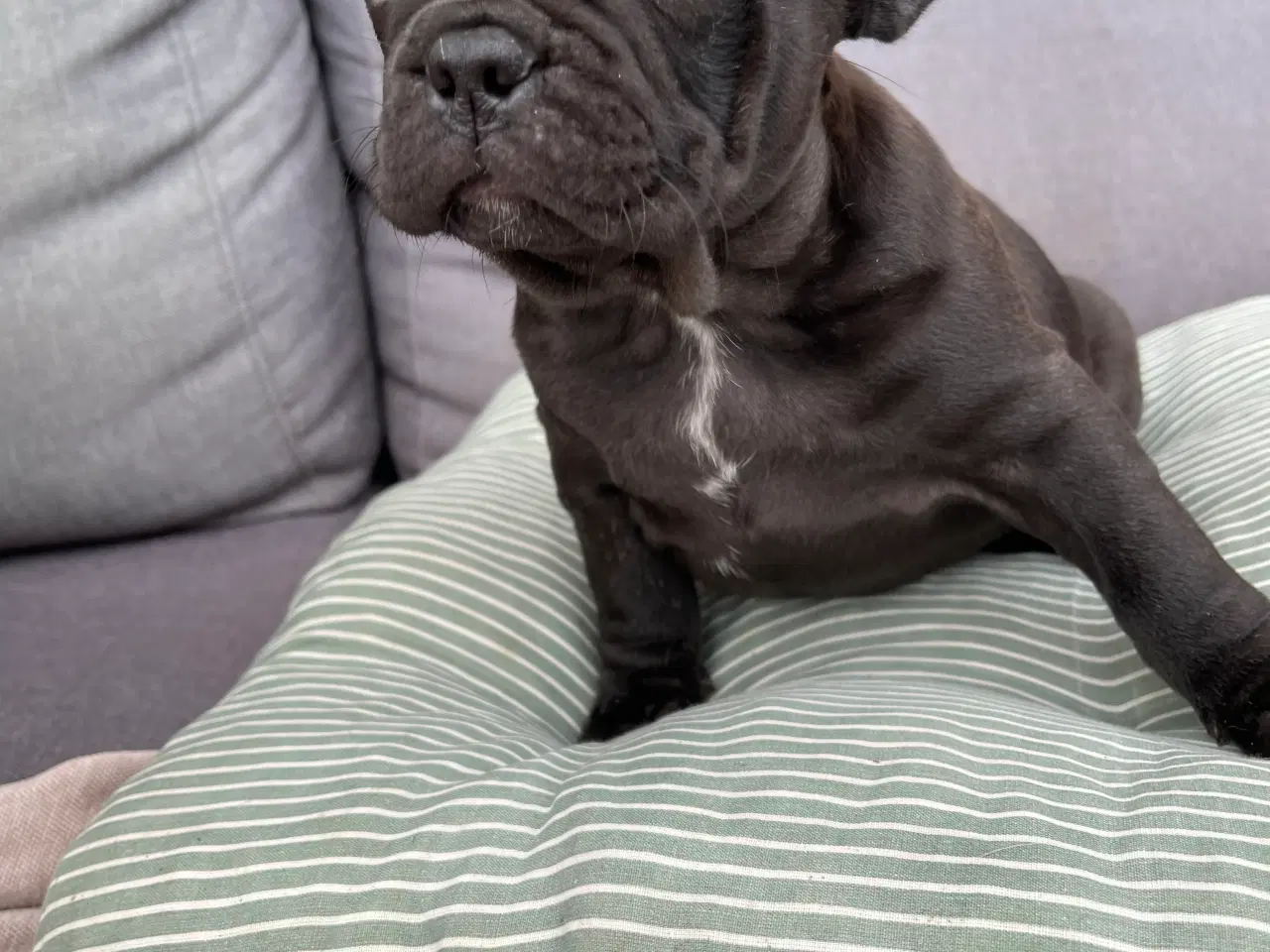 Billede 2 - Franch bulldog 