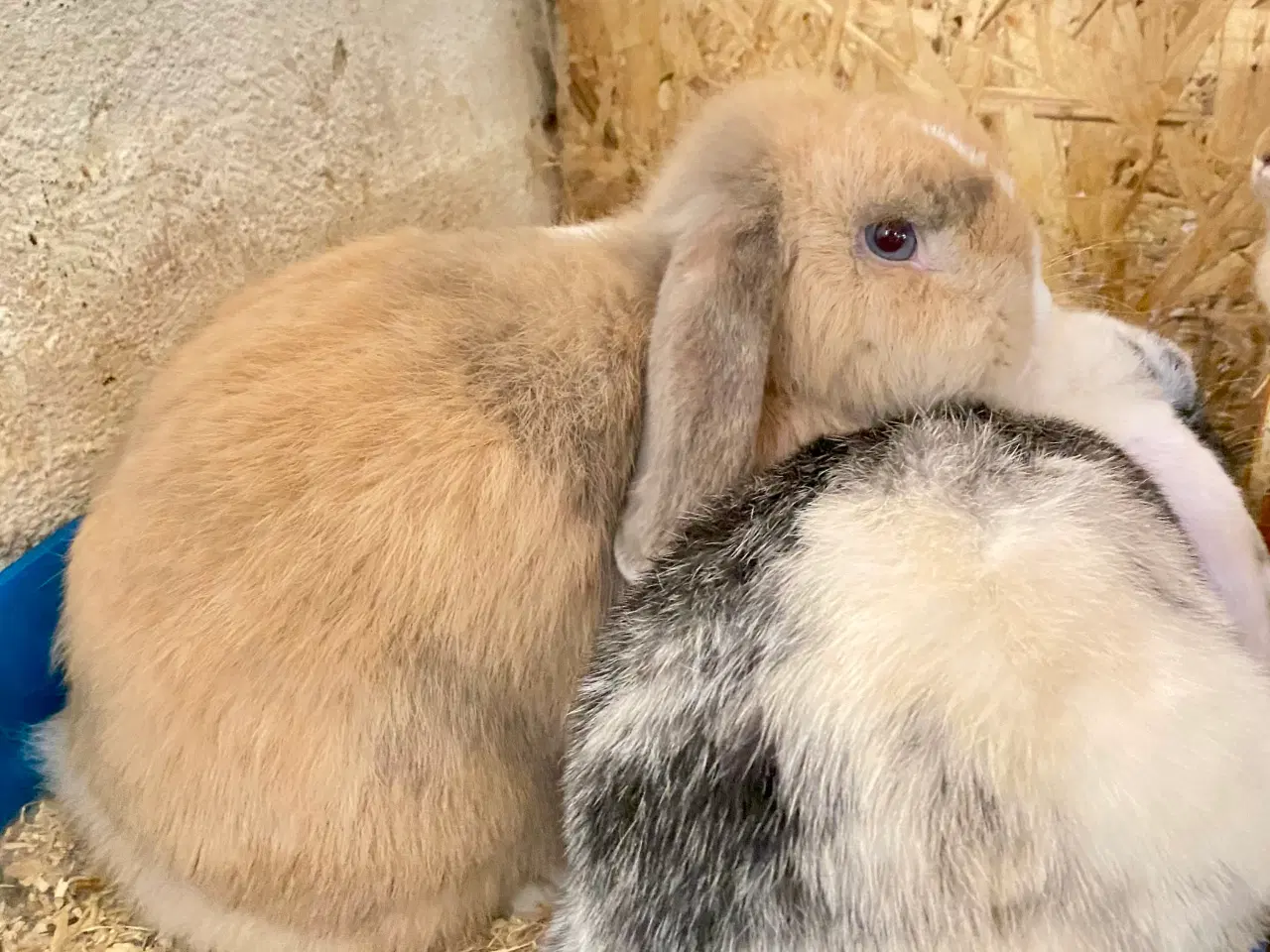 Billede 2 - Kærlige kaniner klar til nyt hjem 🐇❤️