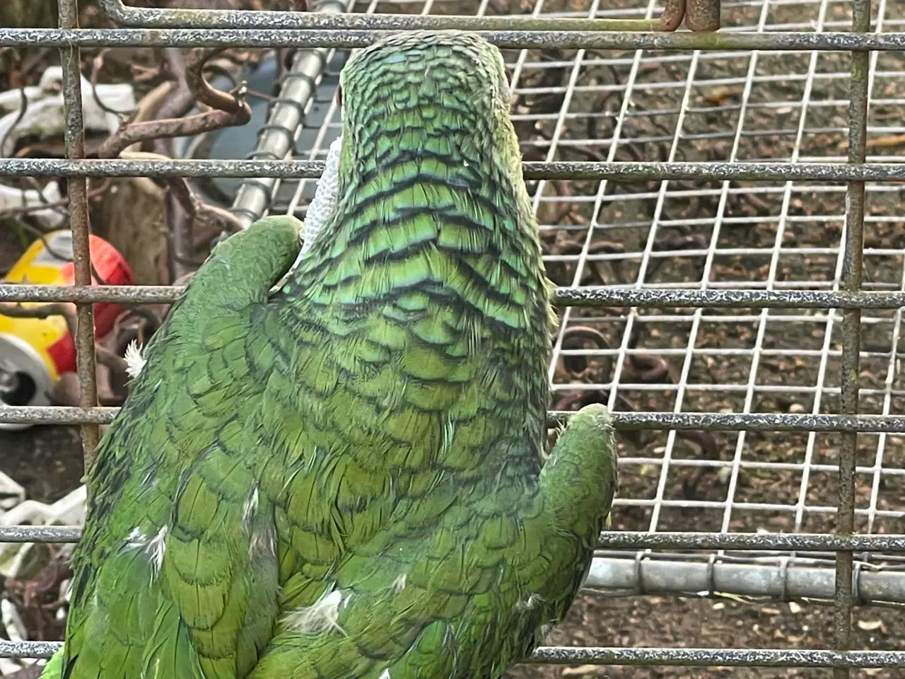 Billede 2 - Gulkindet amacone 1,0