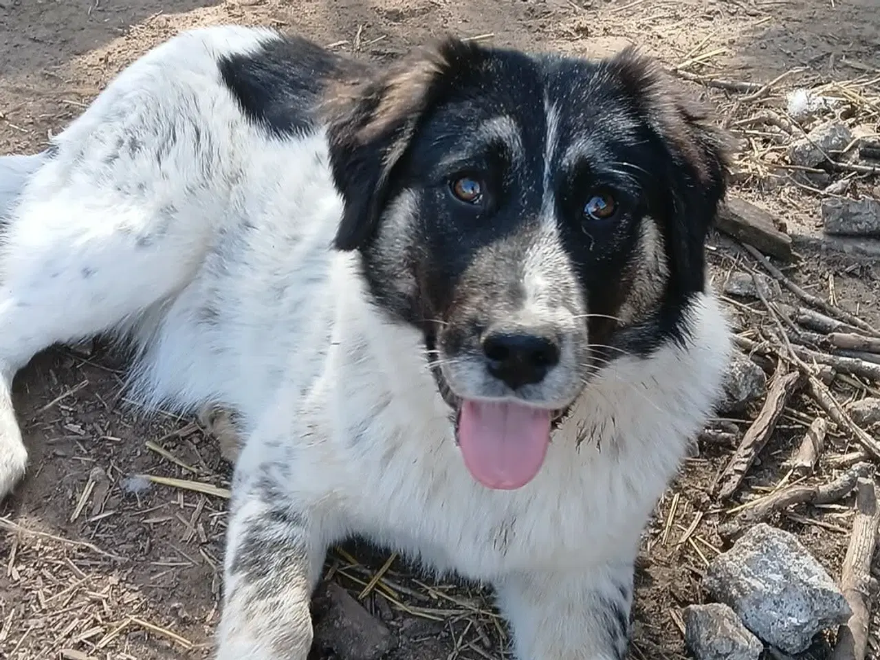 Billede 8 - Vidunderlige Lumos søger et hjem 🩷