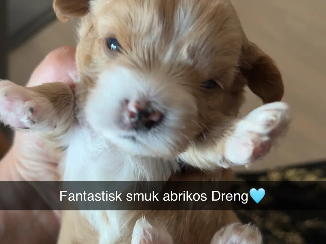 Billede 4 - Fantastisk dejlige familiehund vi er klar til besø