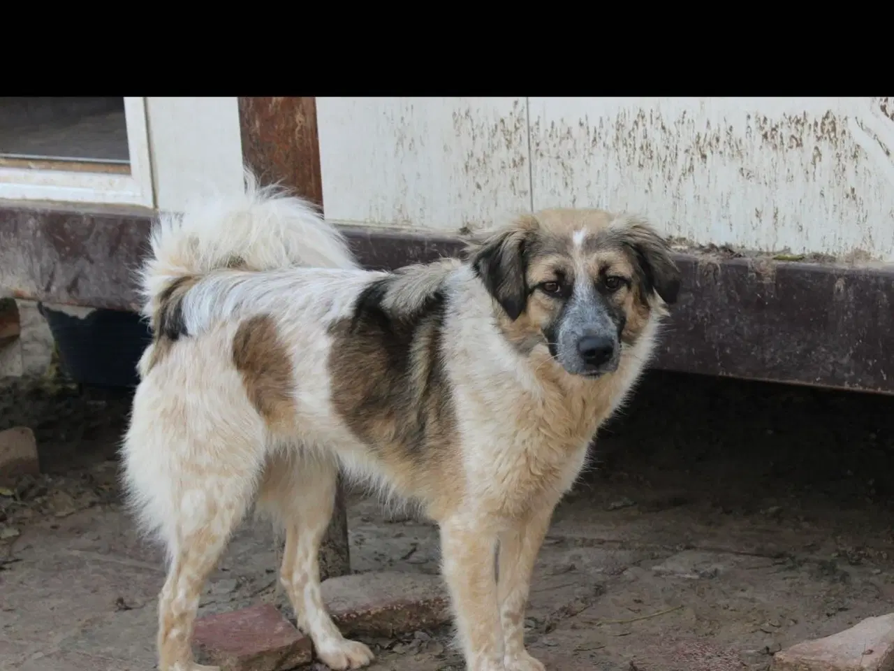 Billede 3 - Smukkeste Pepper søger familie 😍