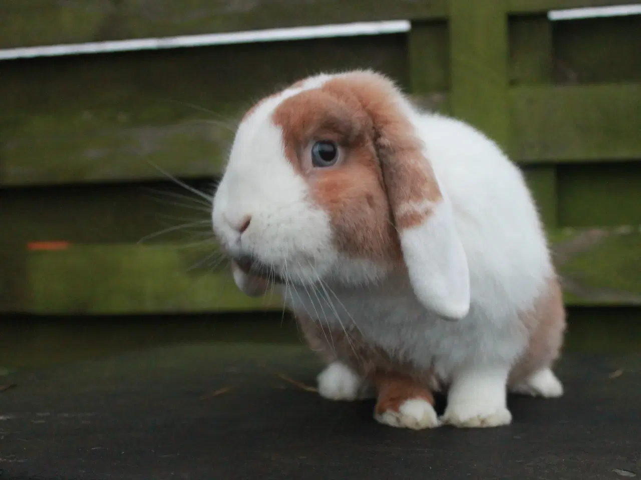 Billede 5 - Dværgvædder/Mini lop Hankanin