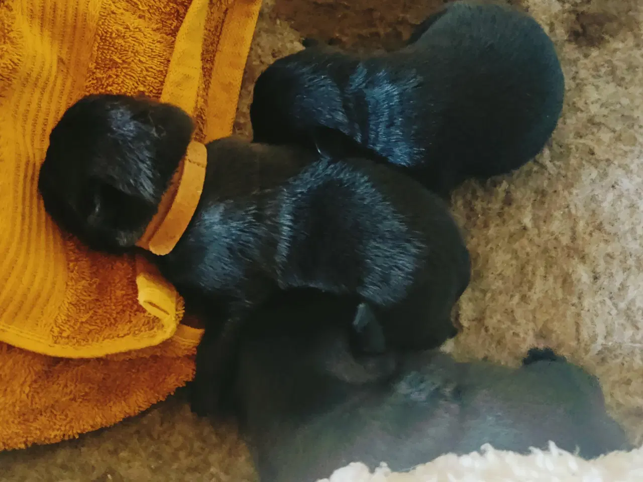 Billede 2 - Mops Puppies 