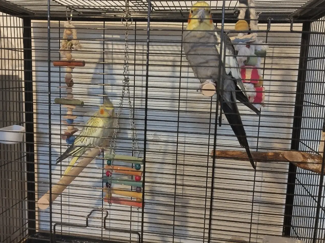 Billede 2 - Søde nymfer