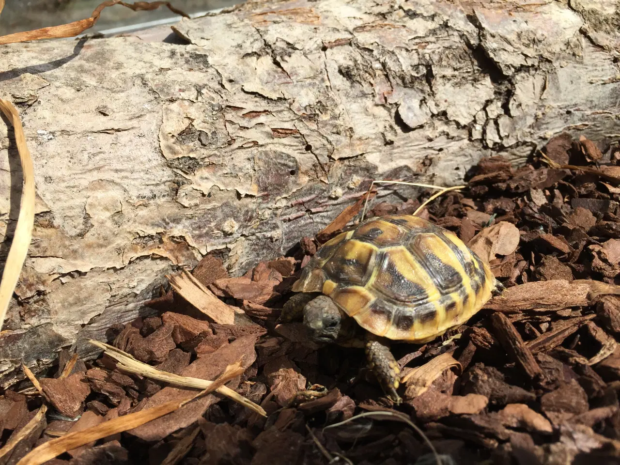 Billede 3 - Landskildpaddeunger