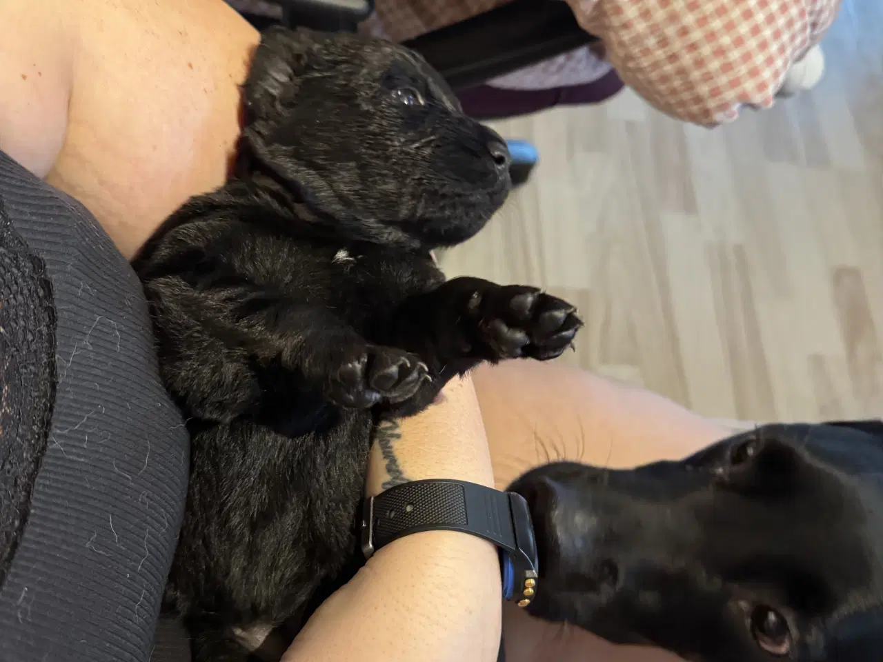 Billede 3 - Lækre Labrador hvalpe