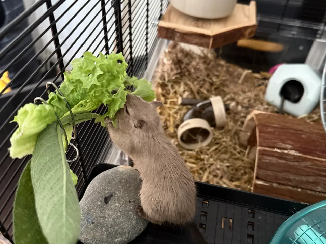 Billede 9 - 2 søde ørkenrotte-hanner søger nyt hjem 🐭✨