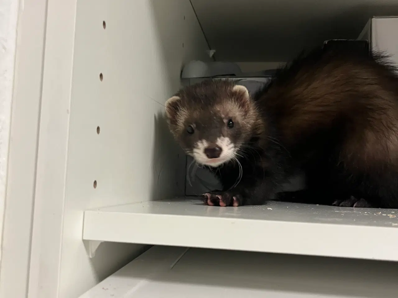 Billede 2 - Prins søger nyt “slot”