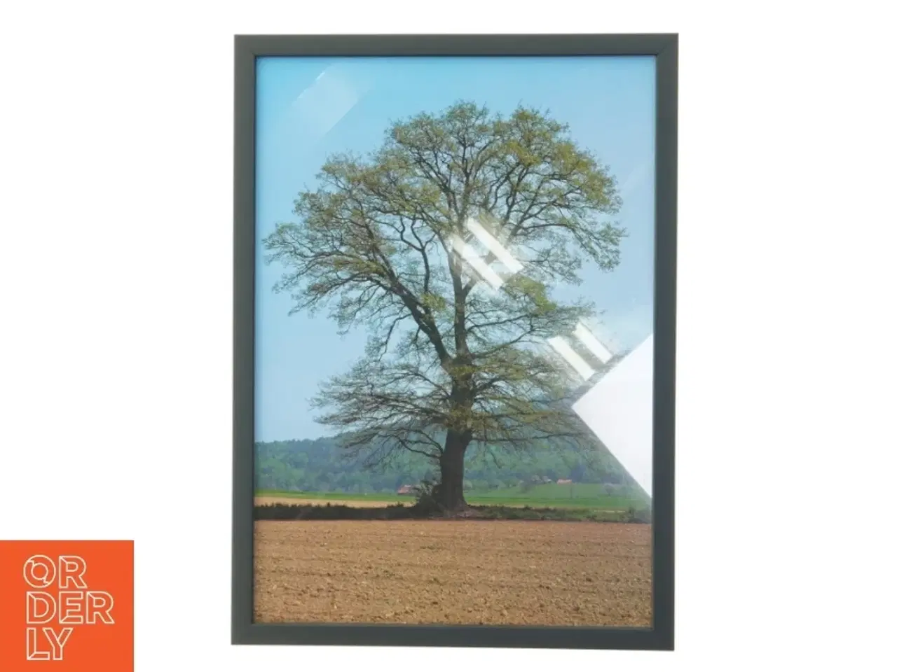 Billede 1 - Indrammet billede af et træ (str. 29,8x42 cm)