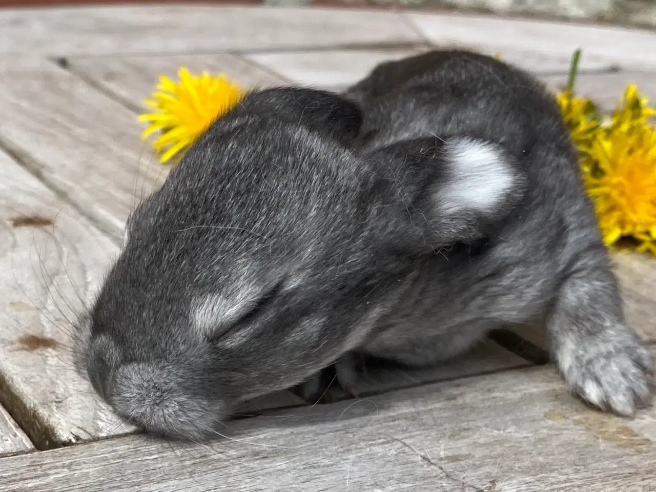 Billede 3 - FRANSK VÆDDER HAN CHINCHILLA