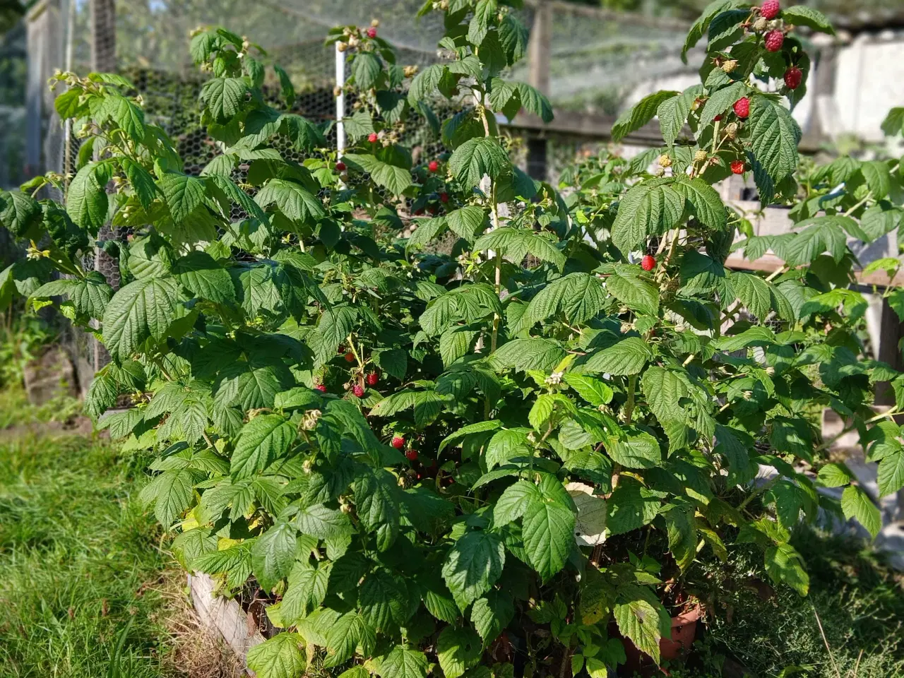 Billede 1 - efterårs hindbær planter