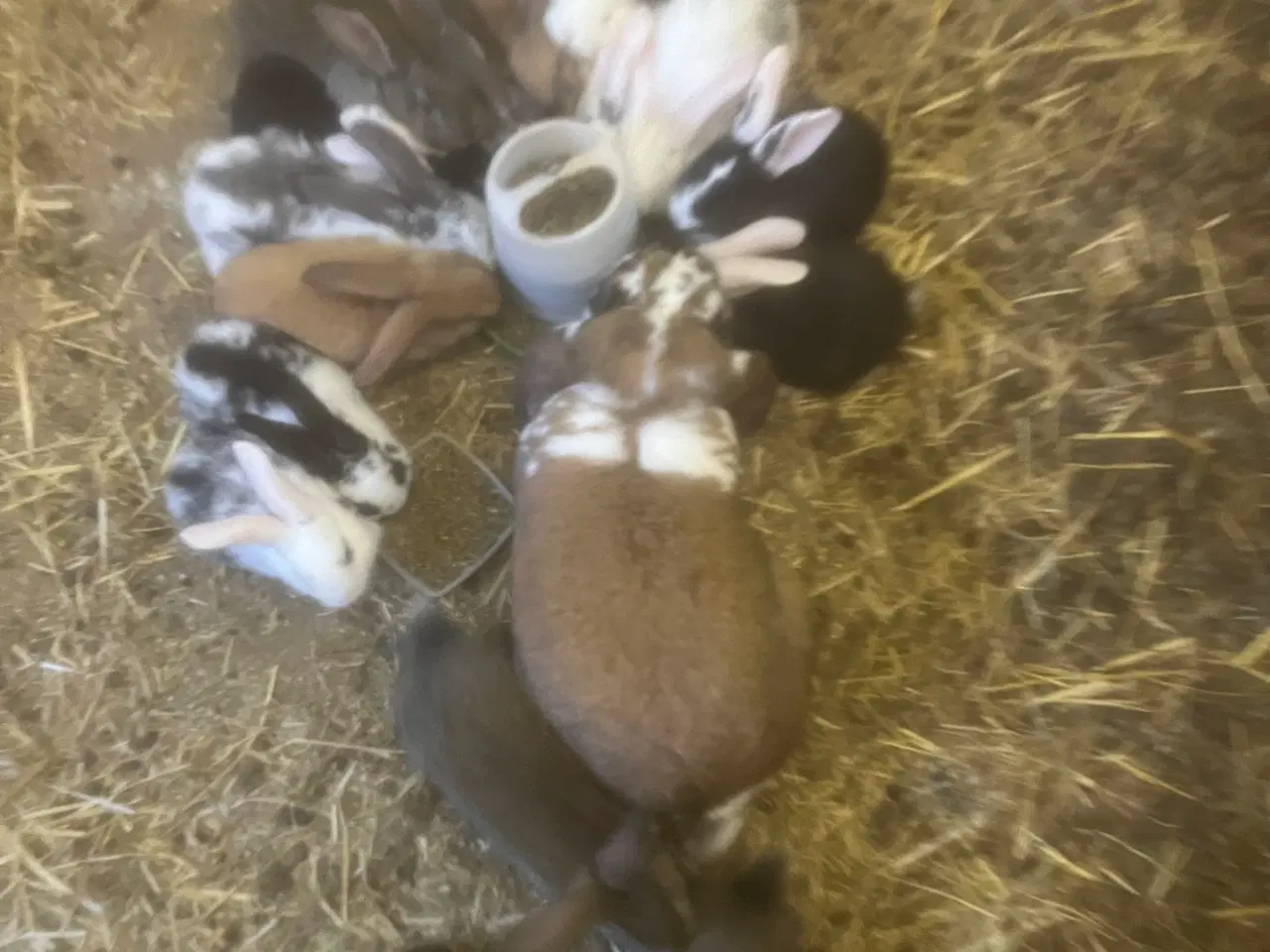 Billede 3 - Kaninunger til salg