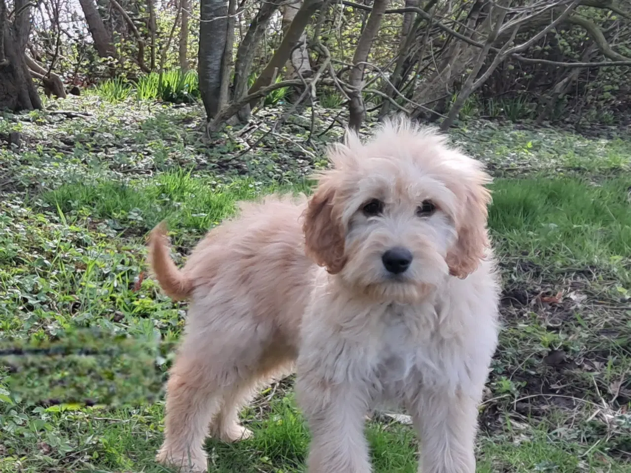Billede 4 - 4 lækre golden retriever blandinger