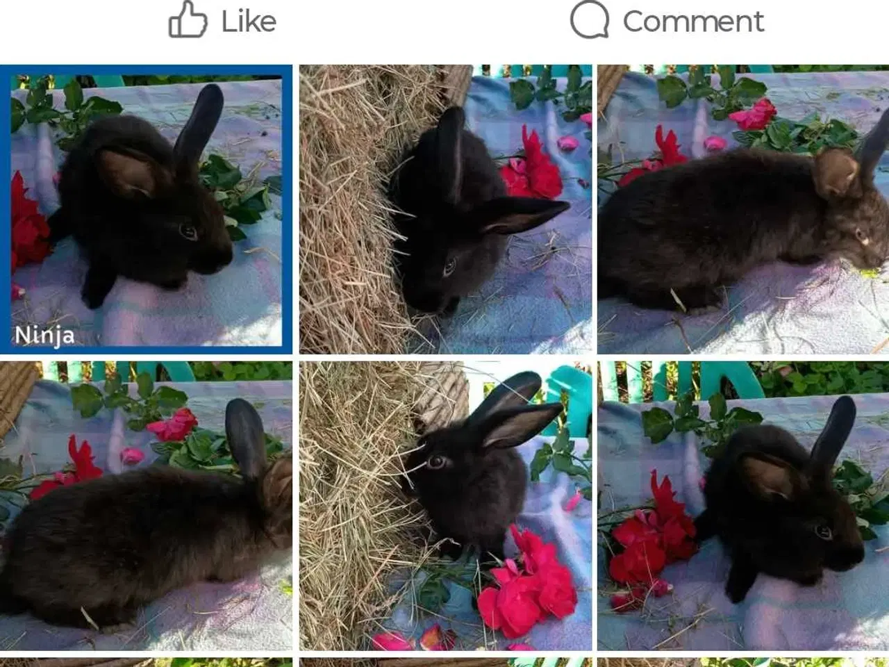 Billede 2 - Kastreret Vaccineret han  kanin dreng