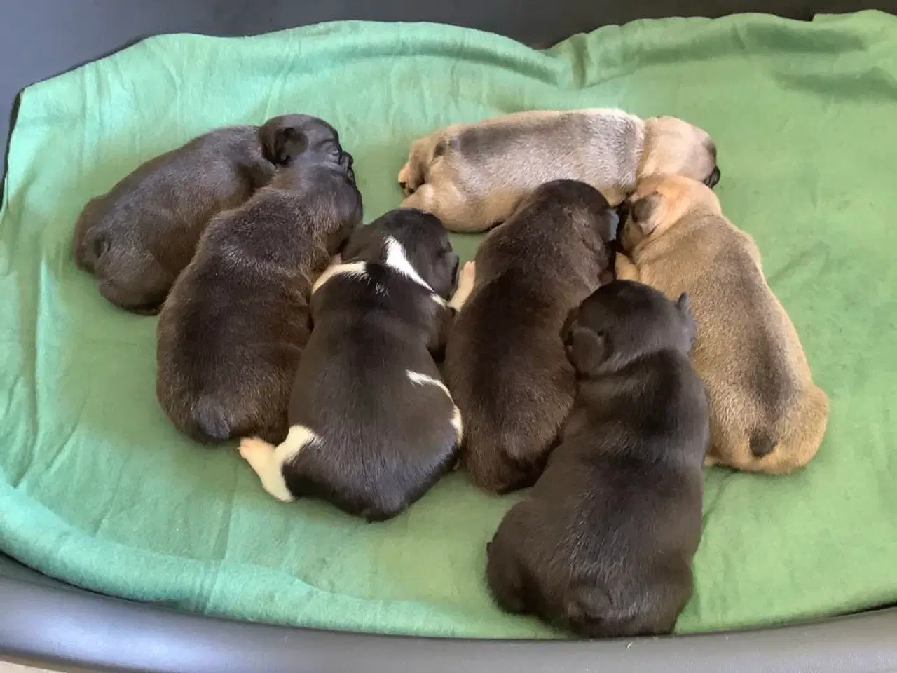 Billede 2 - Fransk bulldog hvalpe