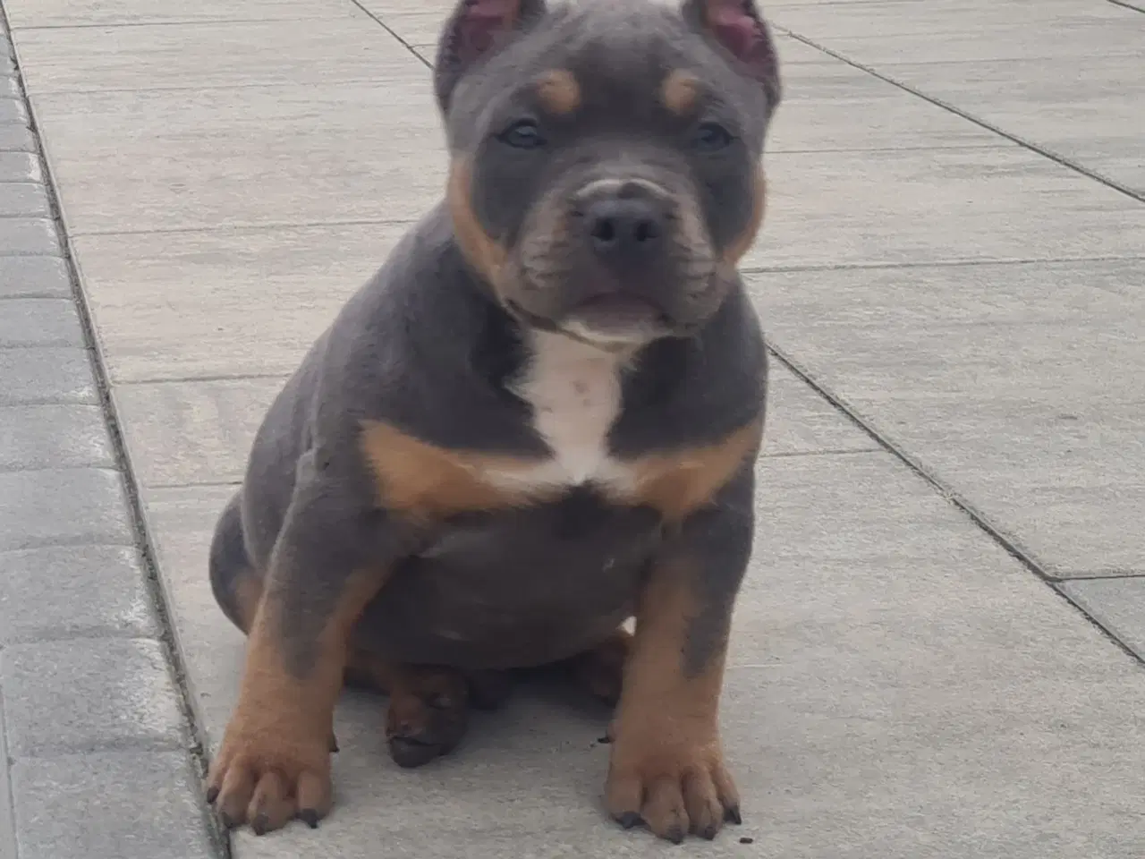 Billede 1 - American Bully Pocket Dreng 