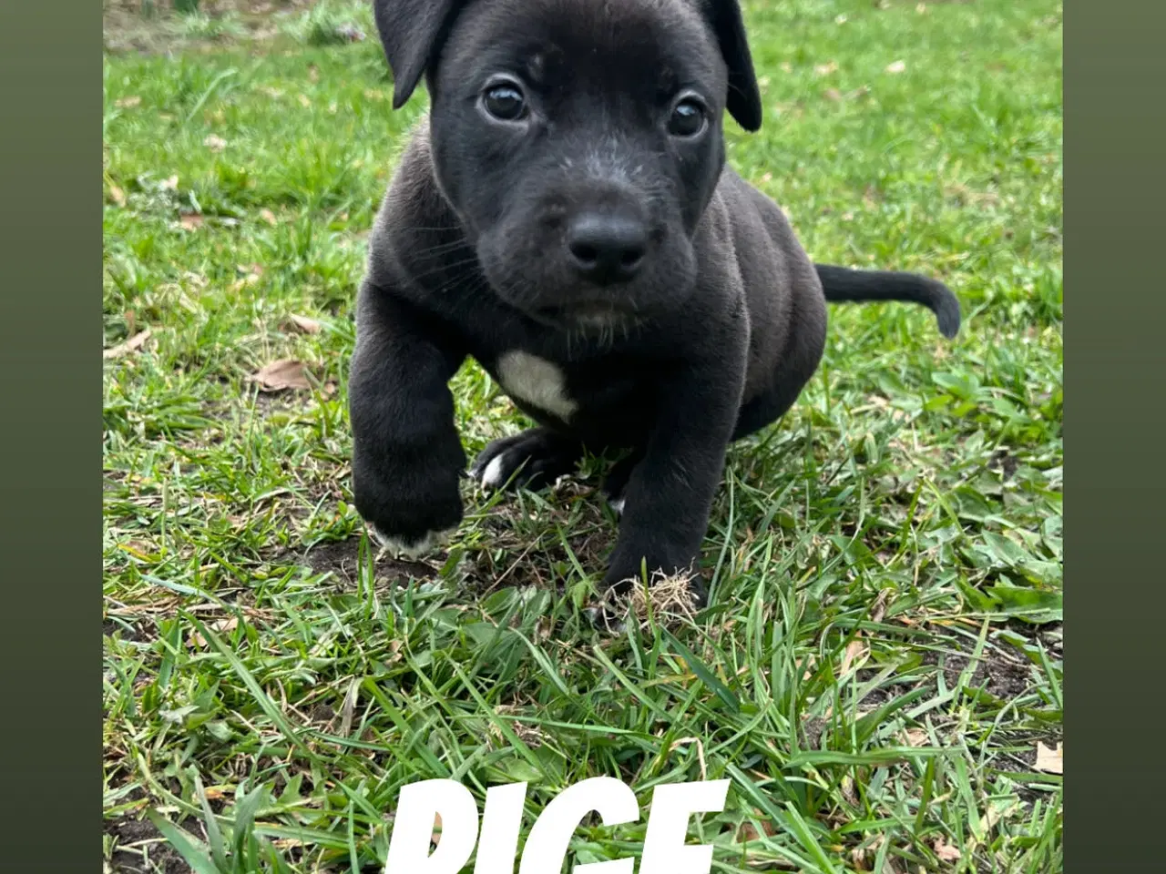 Billede 4 - Blandingshvalpe 