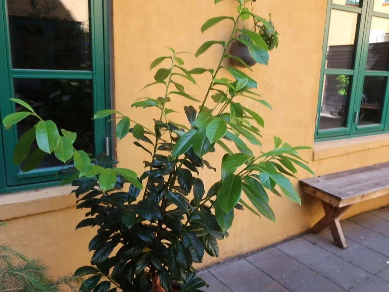 Billede 2 - Plante