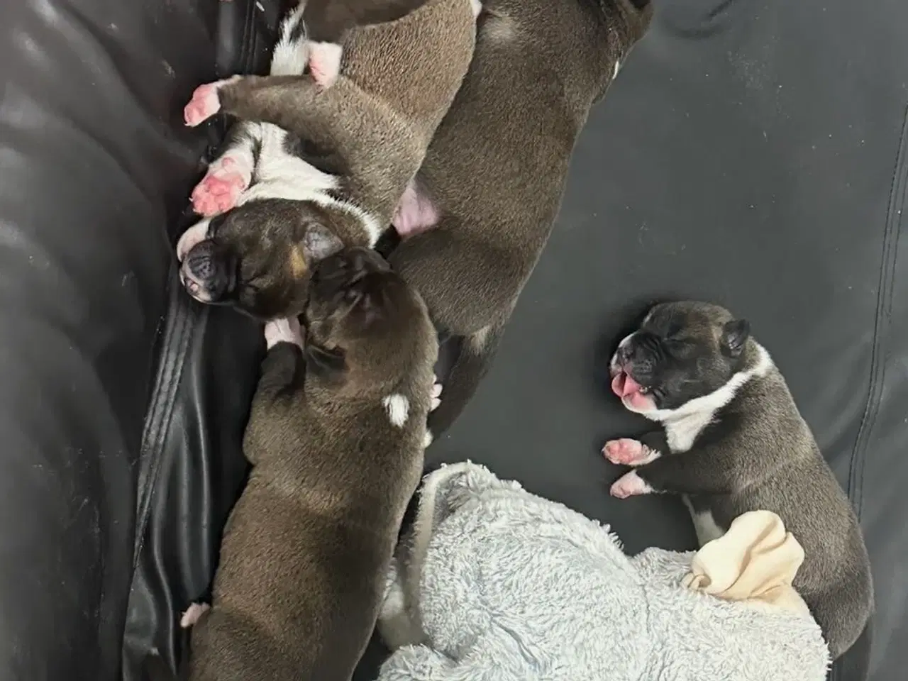 Billede 5 - Hunde hvalpe til salg