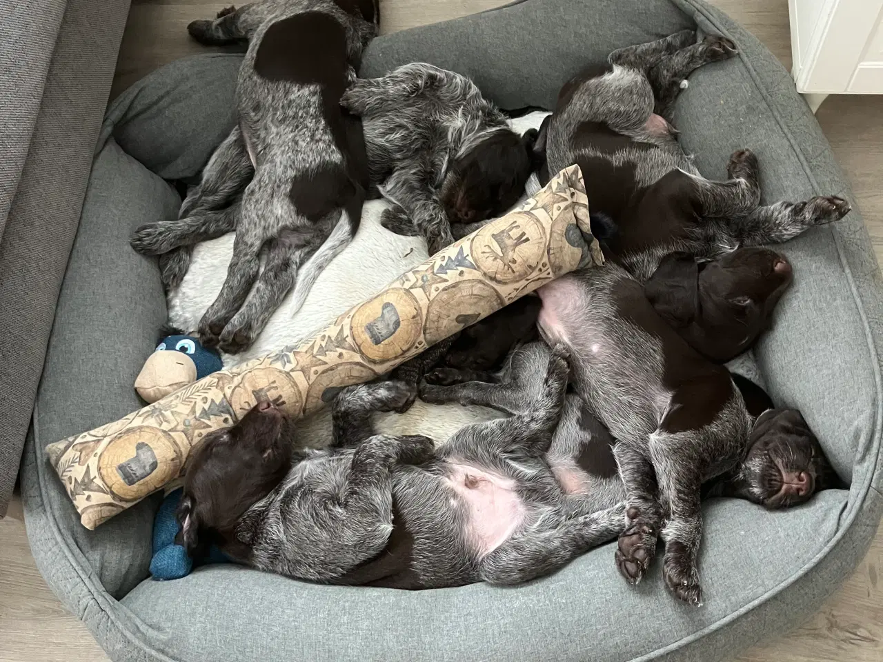 Billede 14 - Rughårede hønsehunds hvalpe