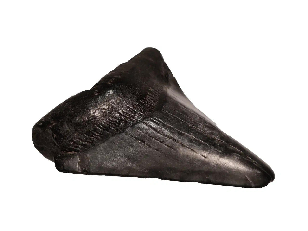 Billede 4 - Megalodon tand 4,5 cm